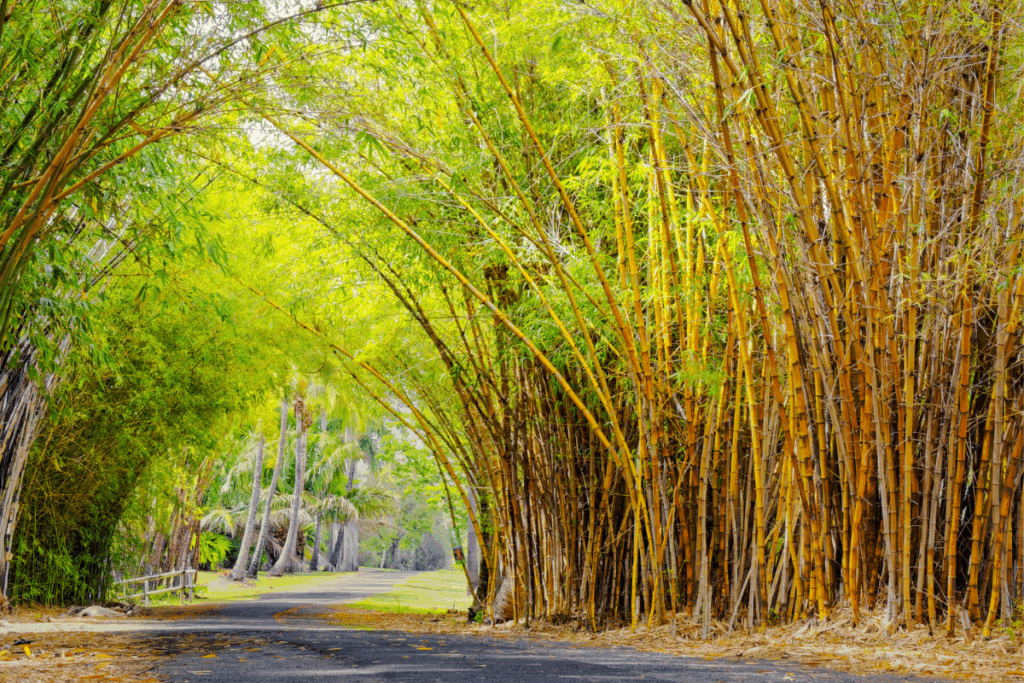 Maharastra Bamboo Project